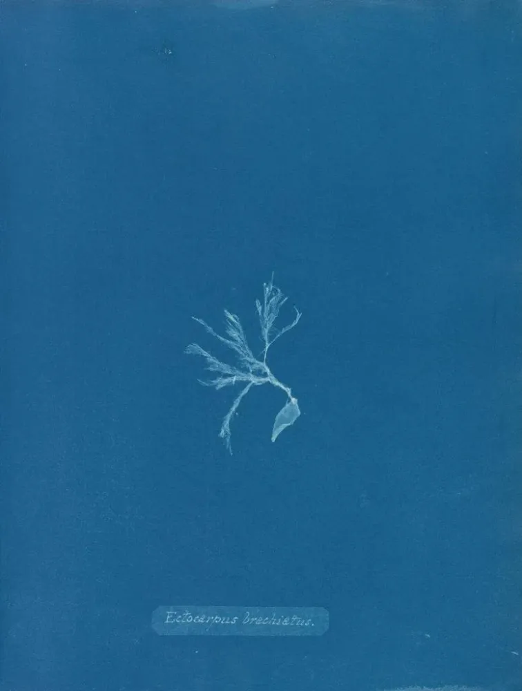 Maalaus Ectocarpus brachiatus - Anna Atkins | Taidetuloste