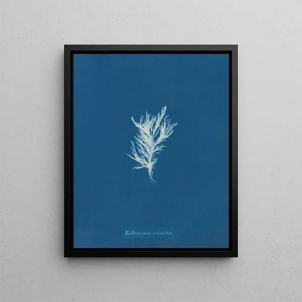 Maalaus Ectocarpus crinitus - Anna Atkins | Taidetuloste