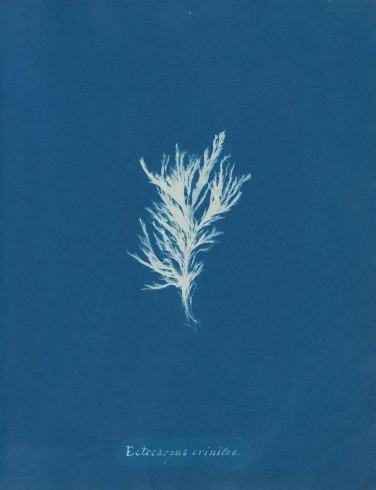 Maalaus Ectocarpus crinitus - Anna Atkins | Taidetuloste
