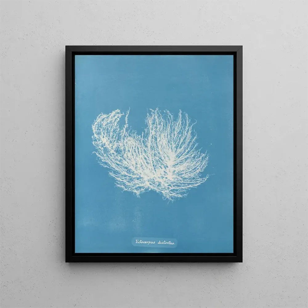 Maalaus Ectocarpus distortionus - Anna Atkins | Taidetuloste