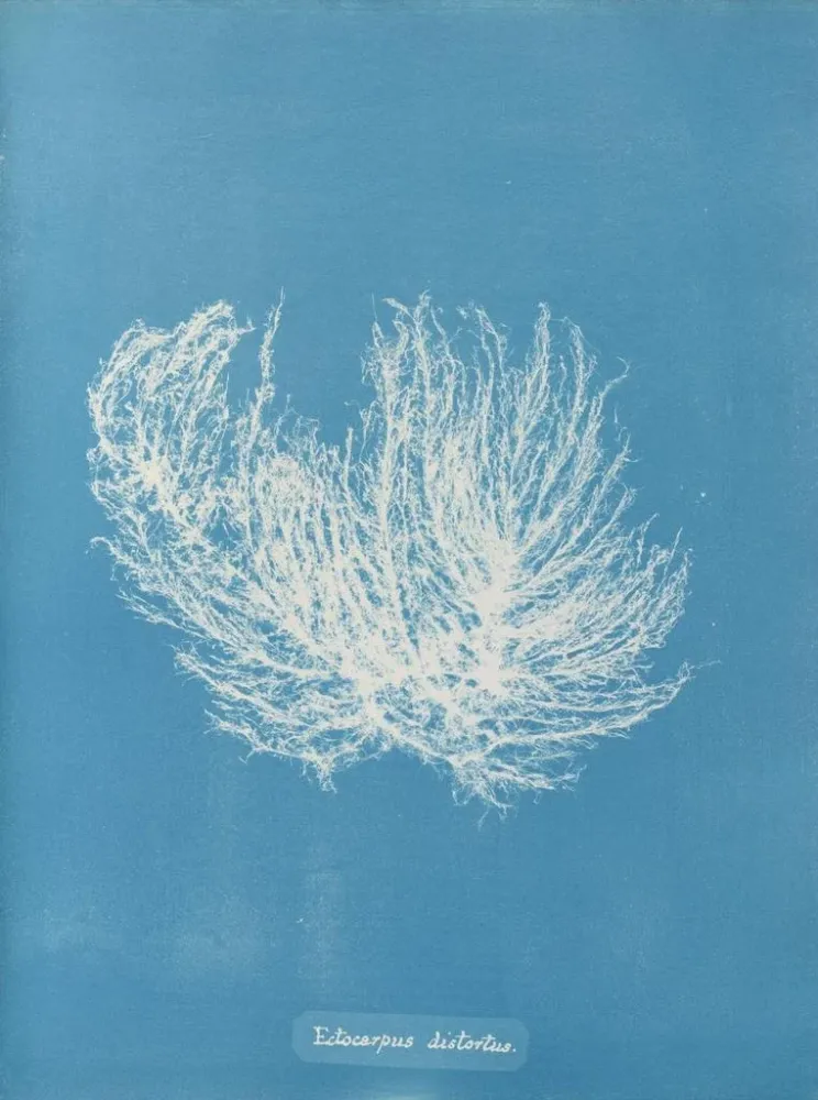 Maalaus Ectocarpus distortionus - Anna Atkins | Taidetuloste