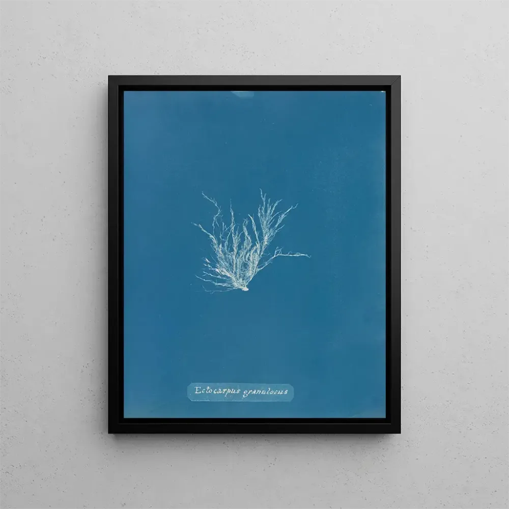 Maalaus Ectocarpus granulosus - Anna Atkins | Taidetuloste