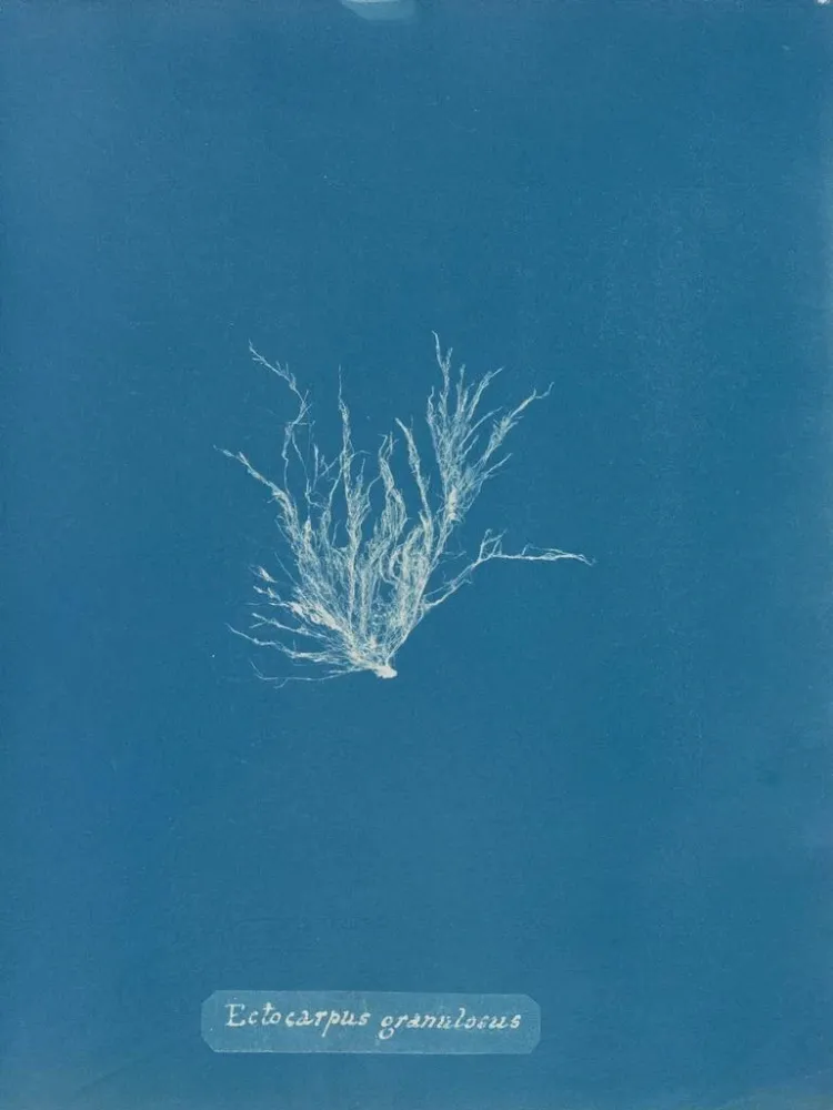 Maalaus Ectocarpus granulosus - Anna Atkins | Taidetuloste