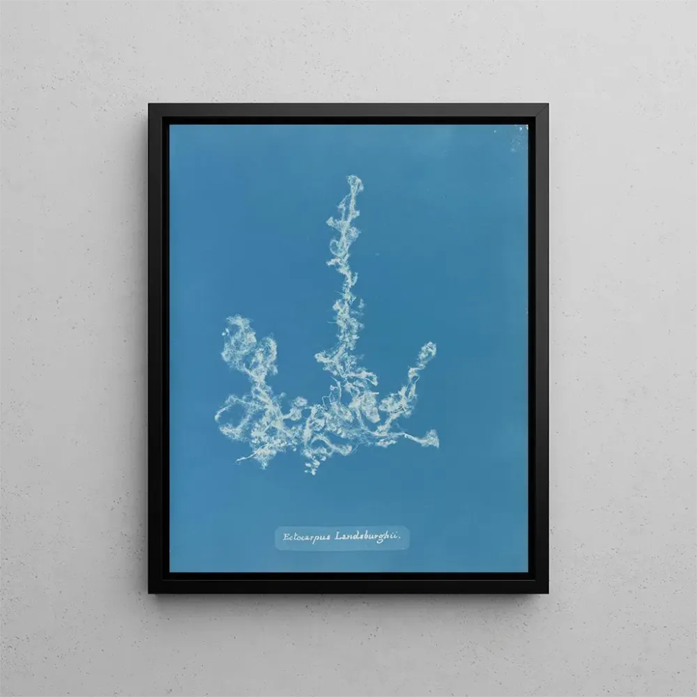 Maalaus Ectocarpus landsburghii - Anna Atkins | Taidetuloste