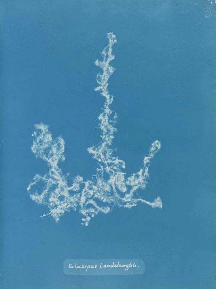 Maalaus Ectocarpus landsburghii - Anna Atkins | Taidetuloste