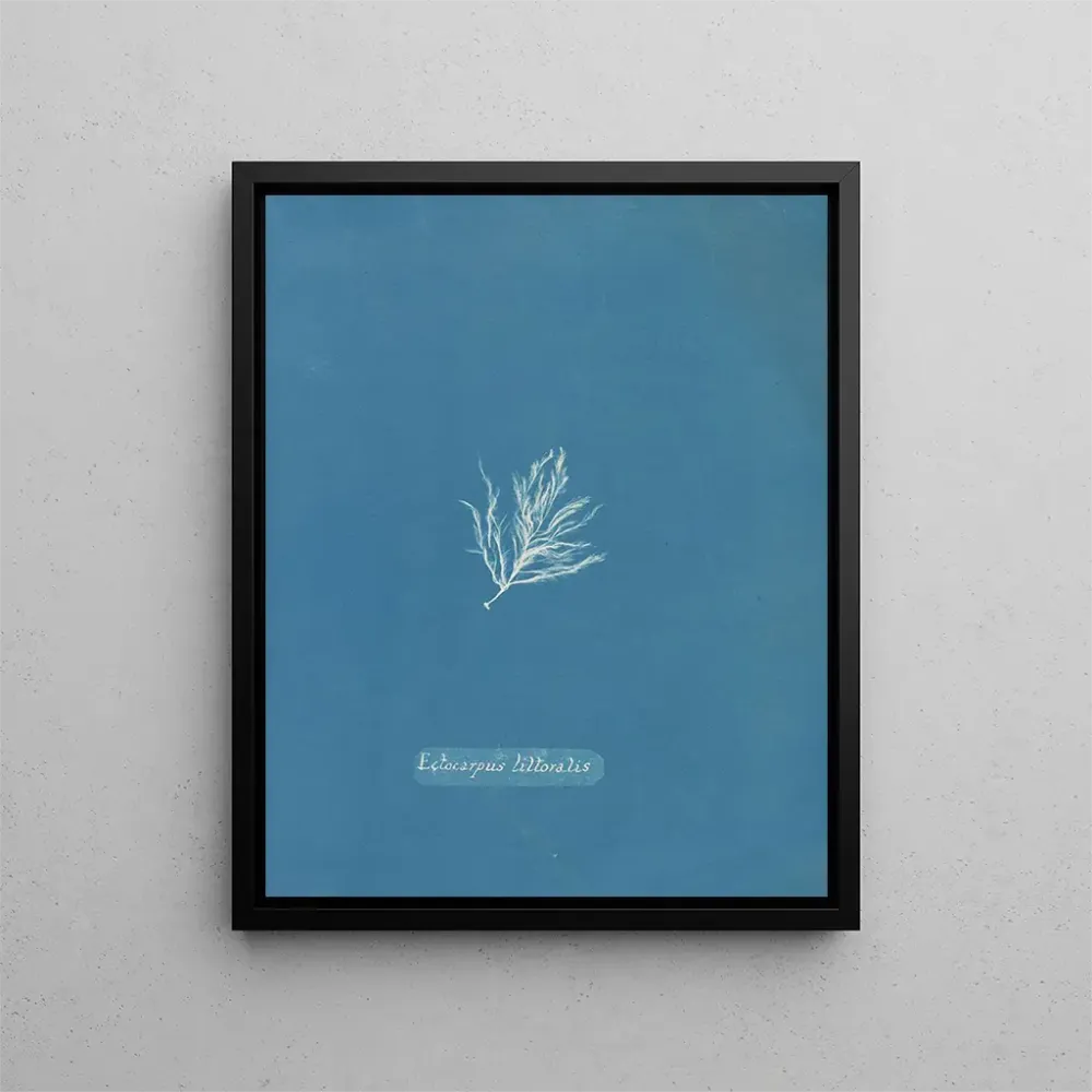Maalaus Ectocarpus littoralis - Anna Atkins | Taidetuloste