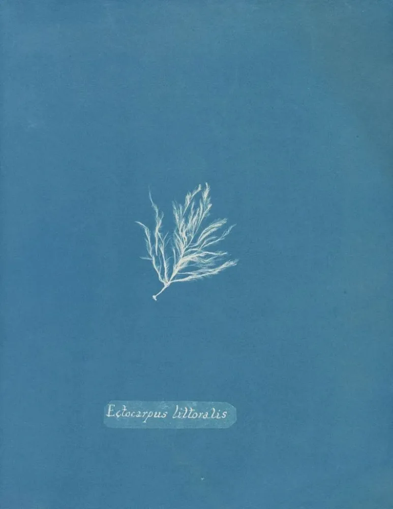 Maalaus Ectocarpus littoralis - Anna Atkins | Taidetuloste