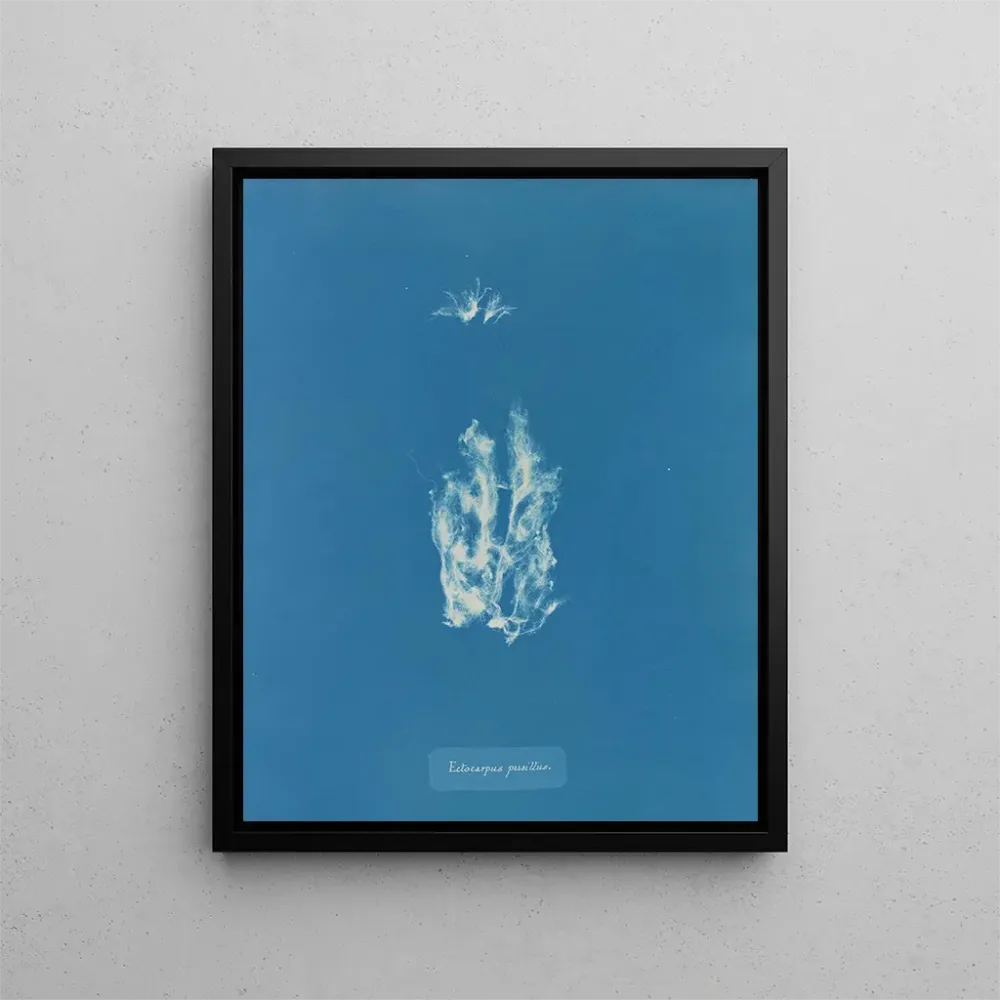 Maalaus Ectocarpus punillus - Anna Atkins | Taidetuloste