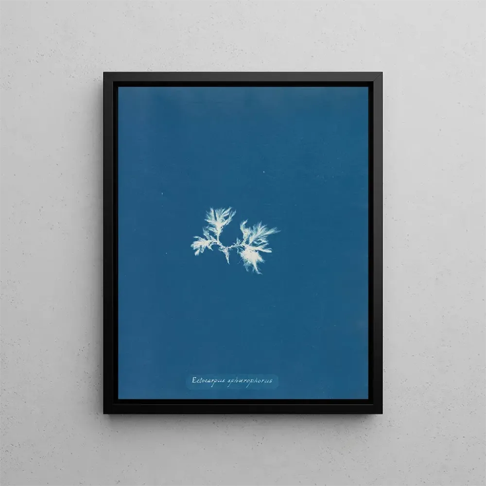 Maalaus Ectocarpus sphaerophorus - Anna Atkins | Taidetuloste