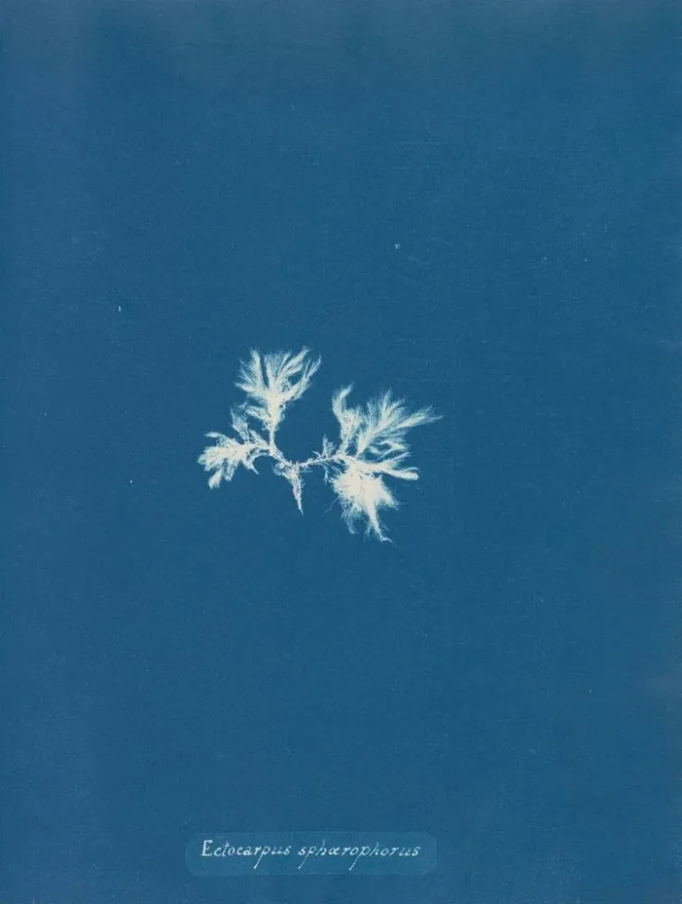 Maalaus Ectocarpus sphaerophorus - Anna Atkins | Taidetuloste