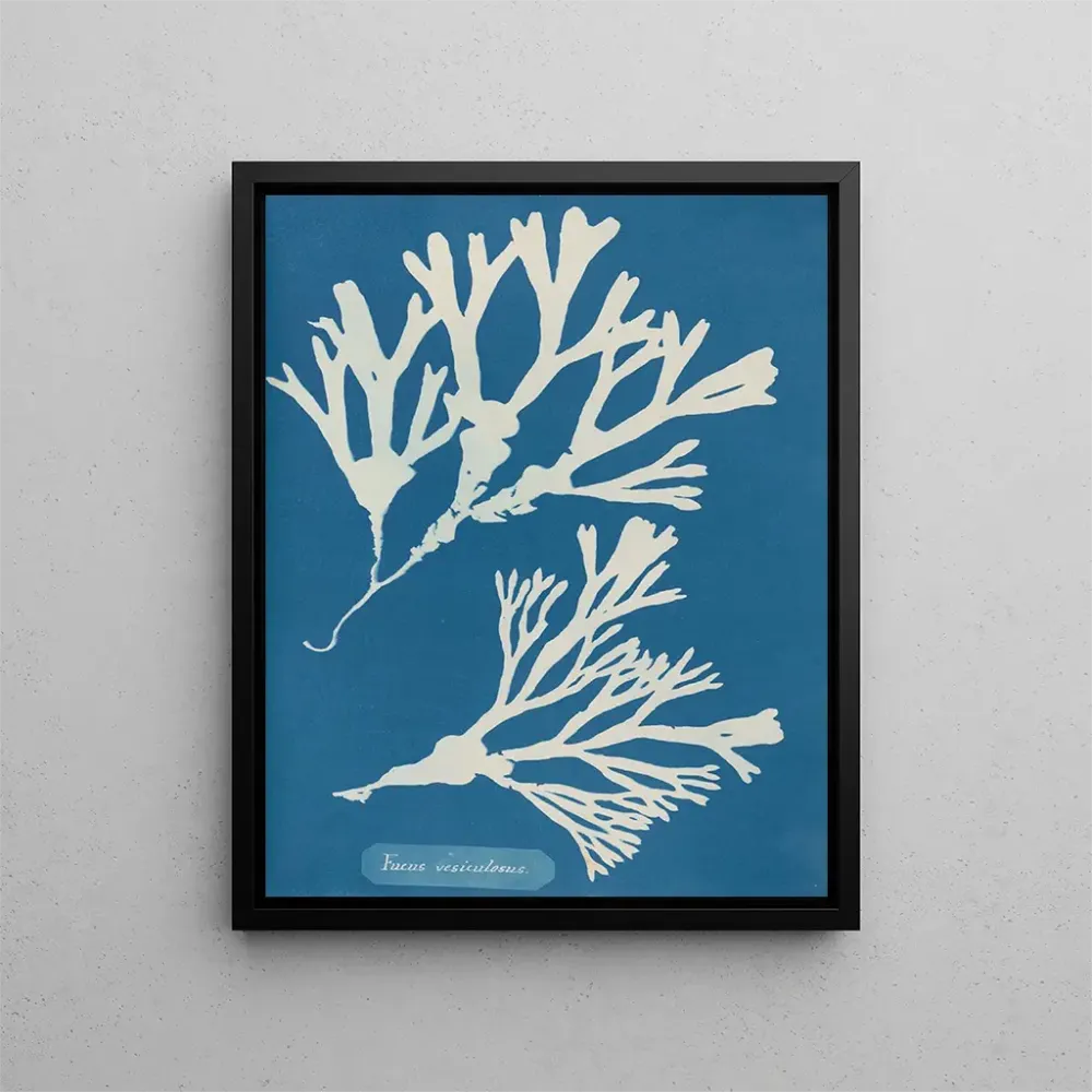 Maalaus Encre vésiculaire - Anna Atkins | Taidetuloste