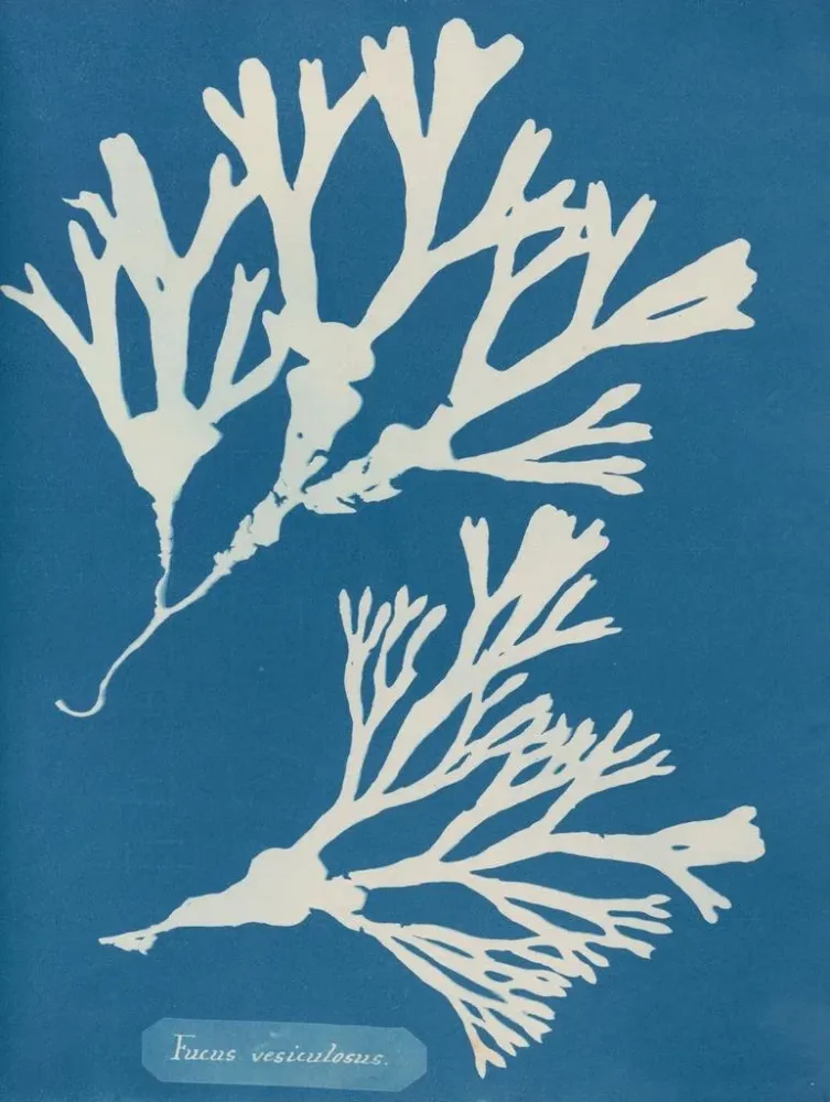 Maalaus Encre vésiculaire - Anna Atkins | Taidetuloste