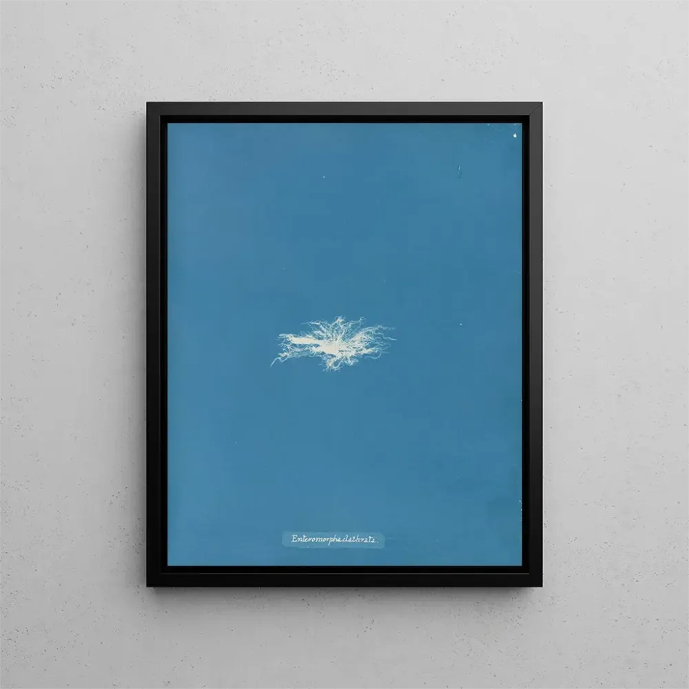 Maalaus Enteromorpha clathrata - Anna Atkins | Taidetuloste