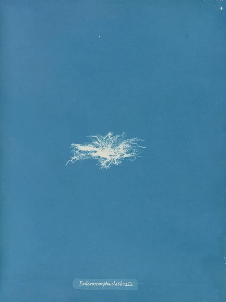 Maalaus Enteromorpha clathrata - Anna Atkins | Taidetuloste