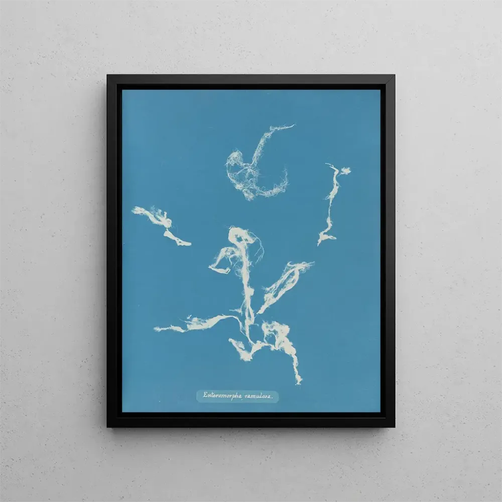 Maalaus Enteromorpha ramulosa - Anna Atkins | Taidetuloste
