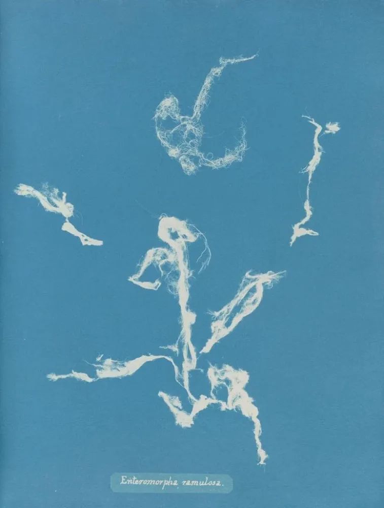Maalaus Enteromorpha ramulosa - Anna Atkins | Taidetuloste