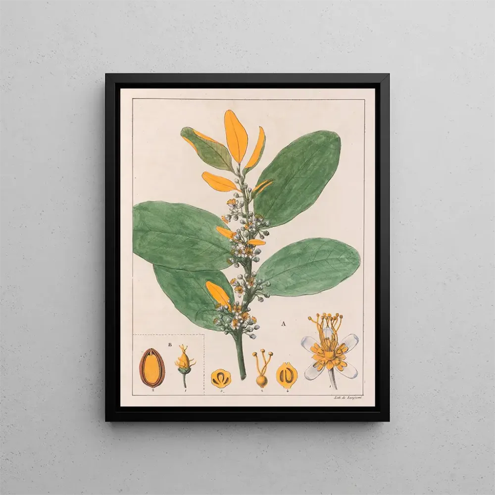 Maalaus . Erythroxylum Suberosum B. Erythroxylum Deciduum - Auguste de Saint-Hilaire | Taidetuloste