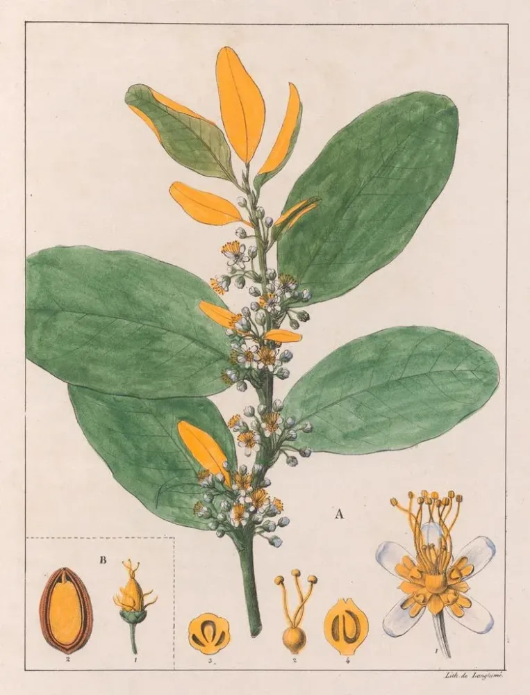Maalaus . Erythroxylum Suberosum B. Erythroxylum Deciduum - Auguste de Saint-Hilaire | Taidetuloste