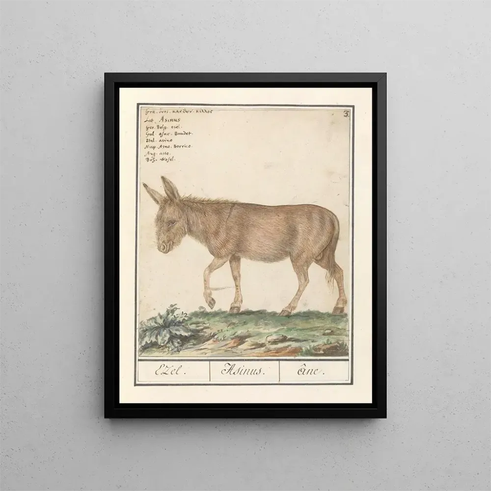 Maalaus Ezel Donkey Cheval africain Ezel Donkey - Anselmus Botius de Boodt | Taidetuloste