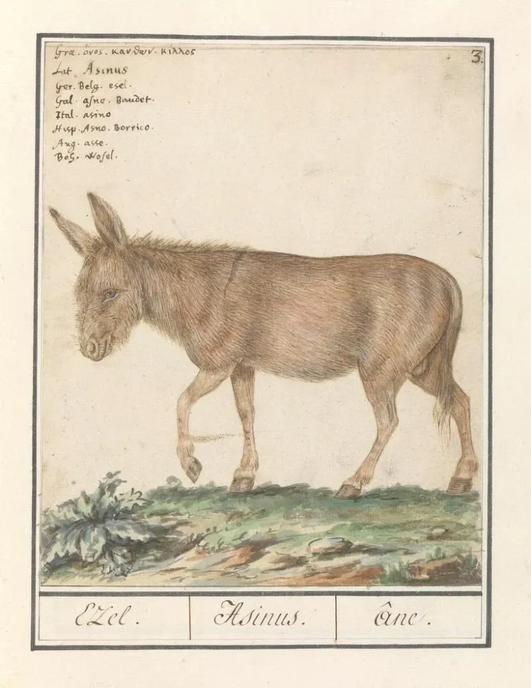 Maalaus Ezel Donkey Cheval africain Ezel Donkey - Anselmus Botius de Boodt | Taidetuloste
