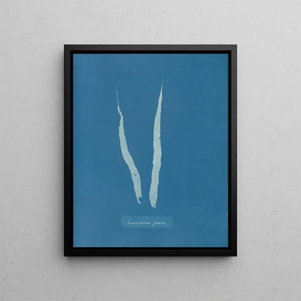 Maalaus Fascia laminaire - Anna Atkins | Taidetuloste