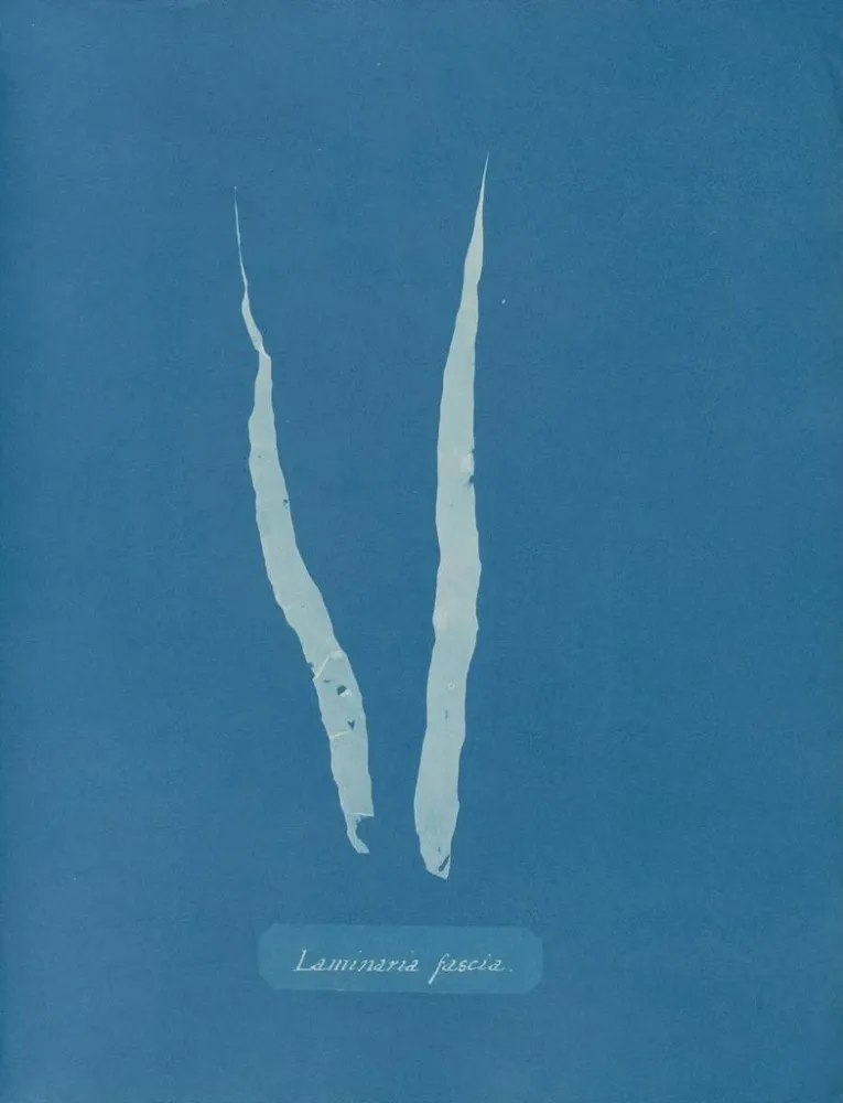 Maalaus Fascia laminaire - Anna Atkins | Taidetuloste