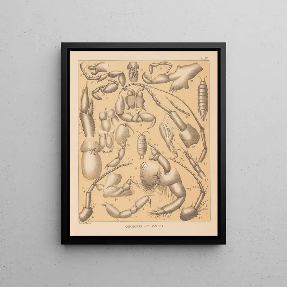 Maalaus La faune des grottes d'Amérique du Nord Pl 04 - Alpheus Spring Packard | Taidetuloste