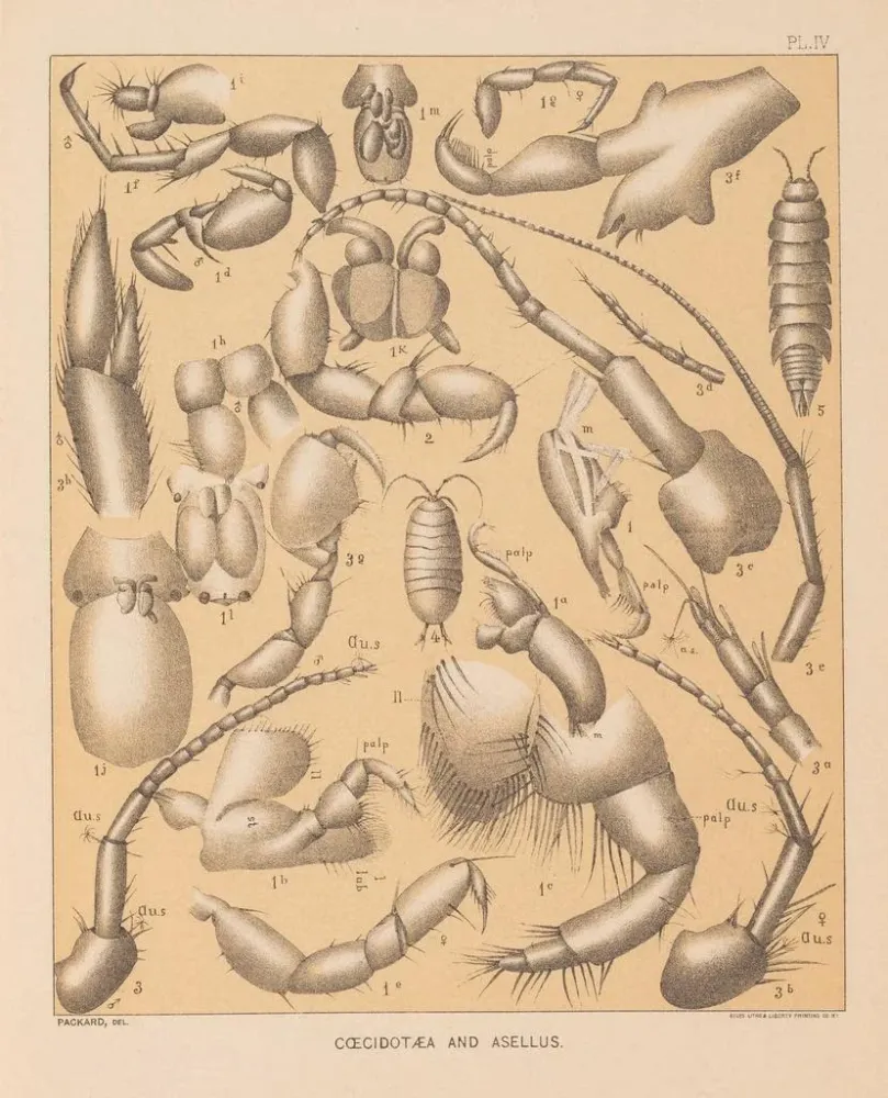 Maalaus La faune des grottes d'Amérique du Nord Pl 04 - Alpheus Spring Packard | Taidetuloste