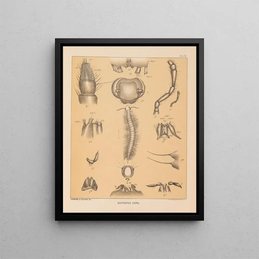 Maalaus La faune des grottes d'Amérique du Nord Pl 08 - Alpheus Spring Packard | Taidetuloste