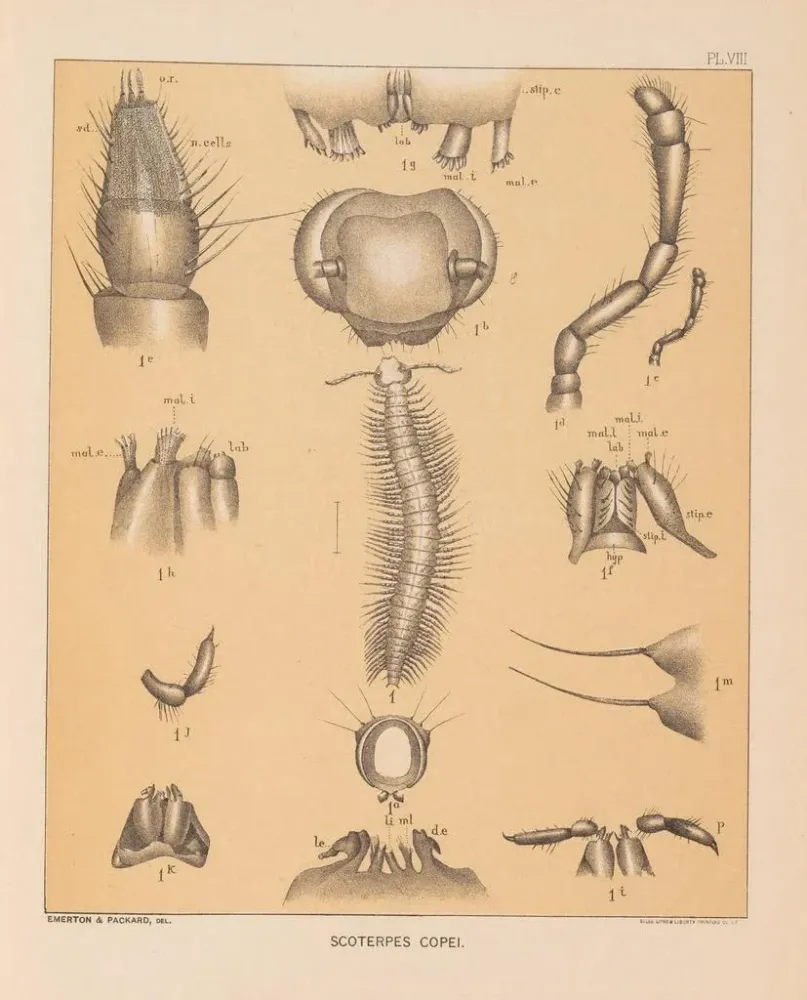 Maalaus La faune des grottes d'Amérique du Nord Pl 08 - Alpheus Spring Packard | Taidetuloste