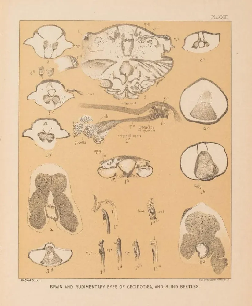 Maalaus La faune des grottes d'Amérique du Nord Pl 23 - Alpheus Spring Packard | Taidetuloste