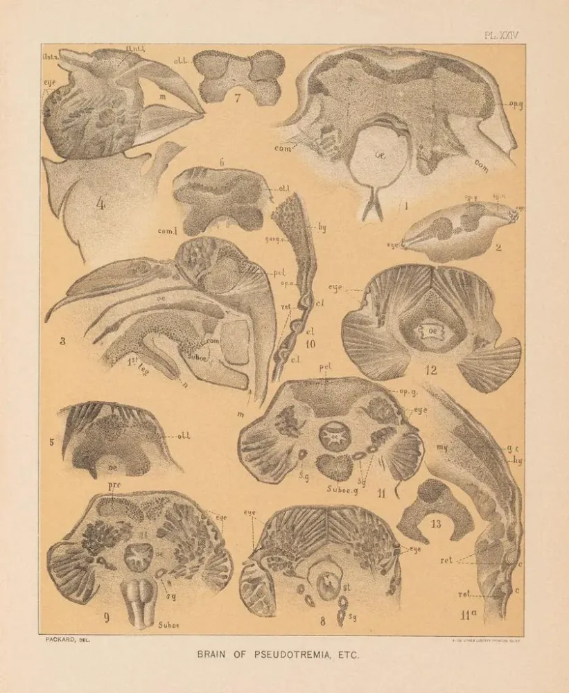 Maalaus La faune des grottes d'Amérique du Nord Pl 24 - Alpheus Spring Packard | Taidetuloste