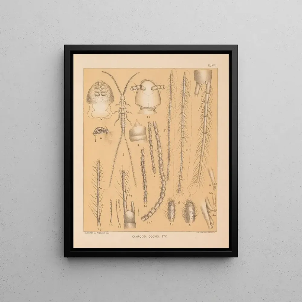 Maalaus La faune des grottes d'Amérique du Nord Pl 17 - Alpheus Spring Packard | Taidetuloste