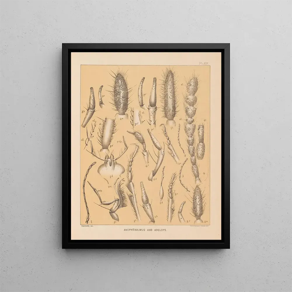 Maalaus La faune des grottes d'Amérique du Nord Pl 19 - Alpheus Spring Packard | Taidetuloste