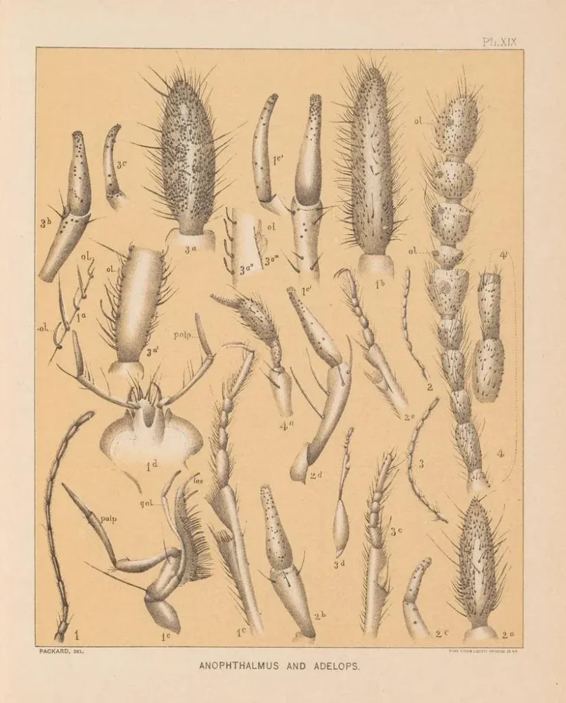 Maalaus La faune des grottes d'Amérique du Nord Pl 19 - Alpheus Spring Packard | Taidetuloste