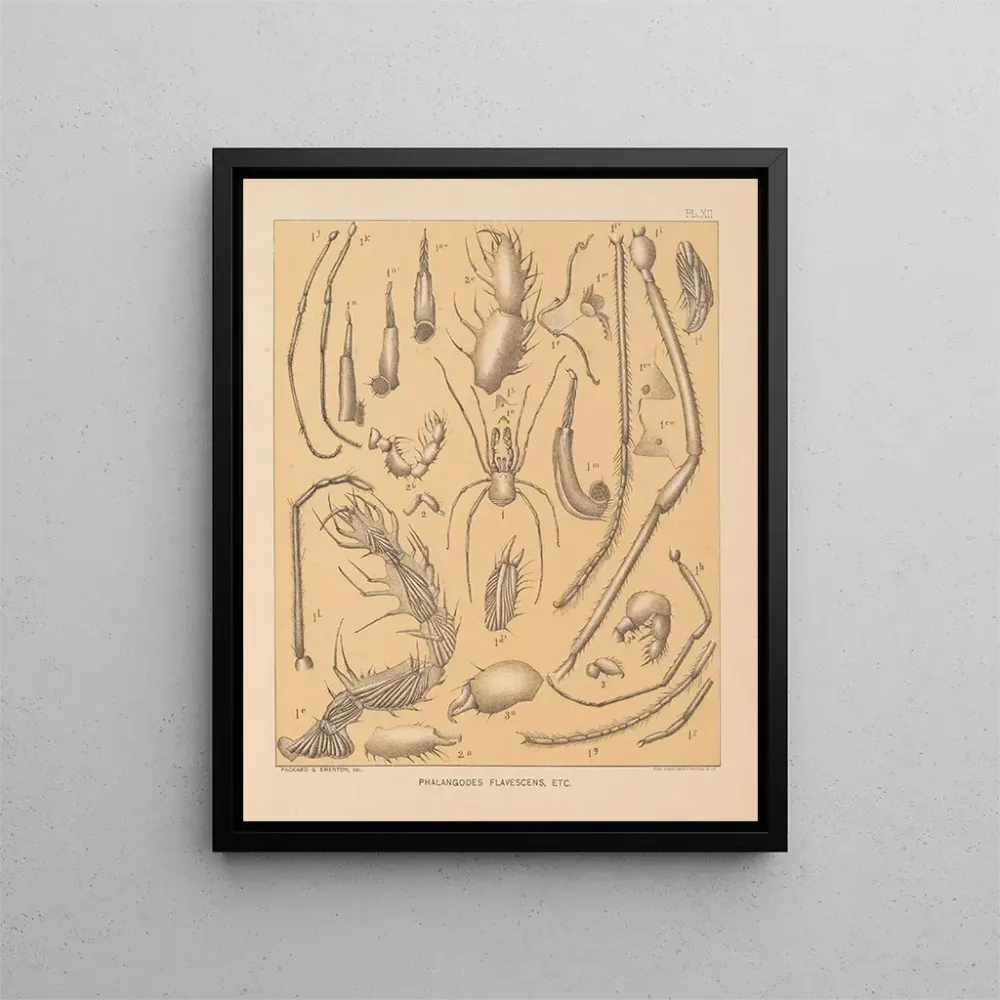 Maalaus La faune des grottes d'Amérique du Nord Pl 12 - Alpheus Spring Packard | Taidetuloste