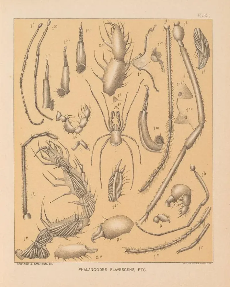 Maalaus La faune des grottes d'Amérique du Nord Pl 12 - Alpheus Spring Packard | Taidetuloste