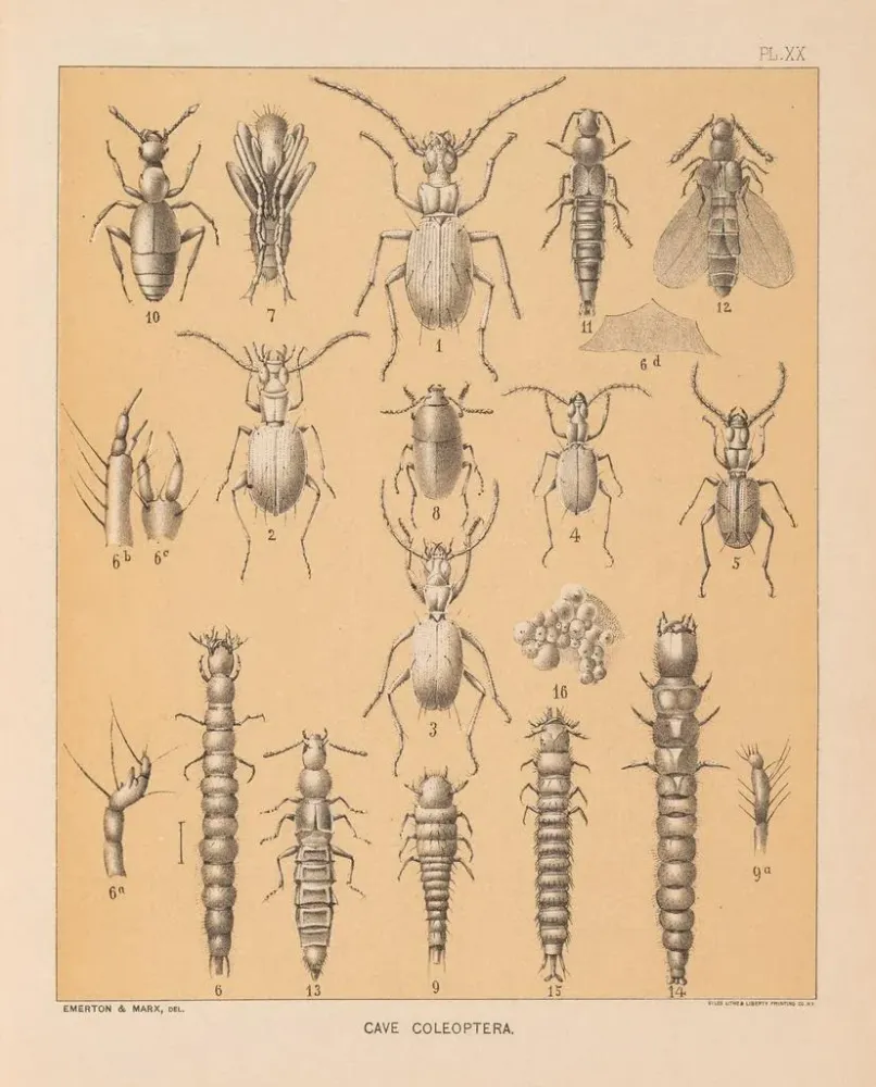 Maalaus La faune des grottes d'Amérique du Nord Pl 20 - Alpheus Spring Packard | Taidetuloste