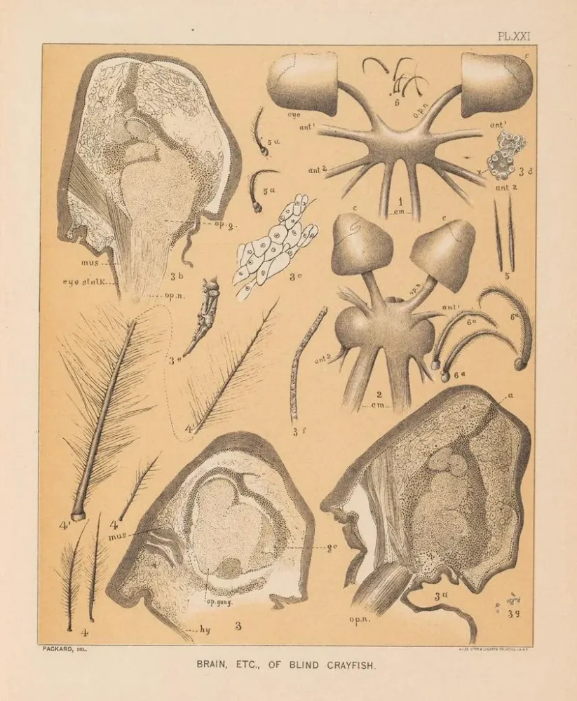 Maalaus La faune des grottes d'Amérique du Nord Pl 21 - Alpheus Spring Packard | Taidetuloste