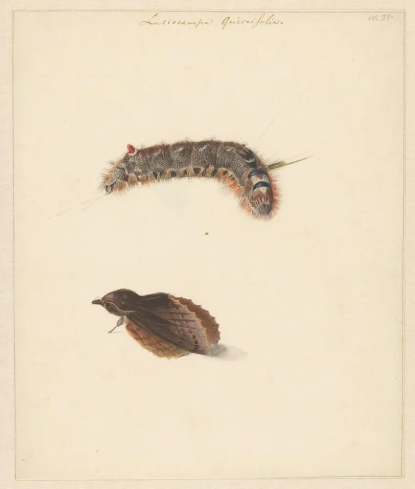 Maalaus Fiche d'étude avec chenille et papillons de nuit Lasiocampa Quireifolia - Albertus Steenbergen | Taidetuloste
