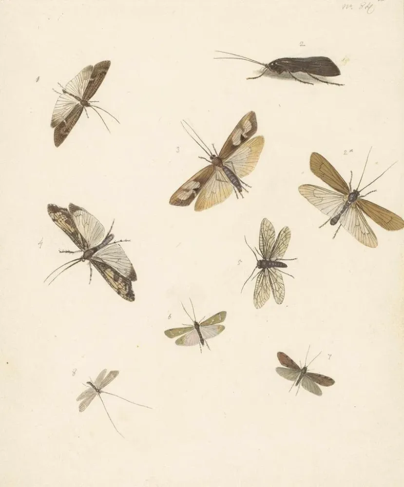 Maalaus Fiche d'étude avec huit papillons de nuit - Albertus Steenbergen | Taidetuloste