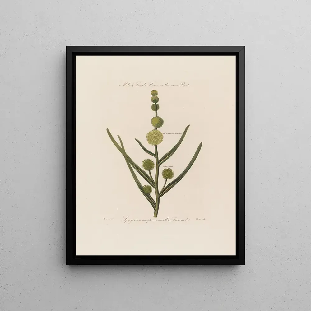 Maalaus Fleurs mâles et femelles sur la même plante Sparganium simplex ou petite massette - Robert John Thornton | Taidetu...