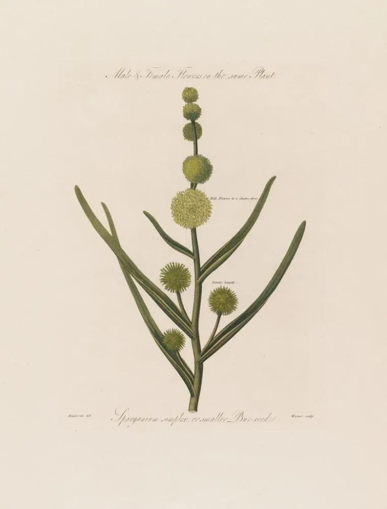 Maalaus Fleurs mâles et femelles sur la même plante Sparganium simplex ou petite massette - Robert John Thornton | Taidetu...