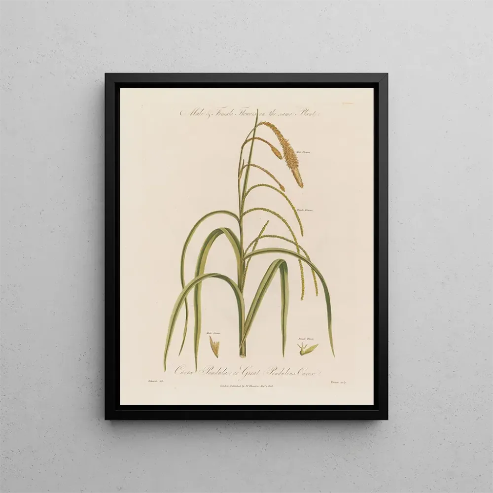 Maalaus Fleurs mâles et femelles sur la même plante Carex pendula ou carex pendule - Robert John Thornton | Taidetuloste
