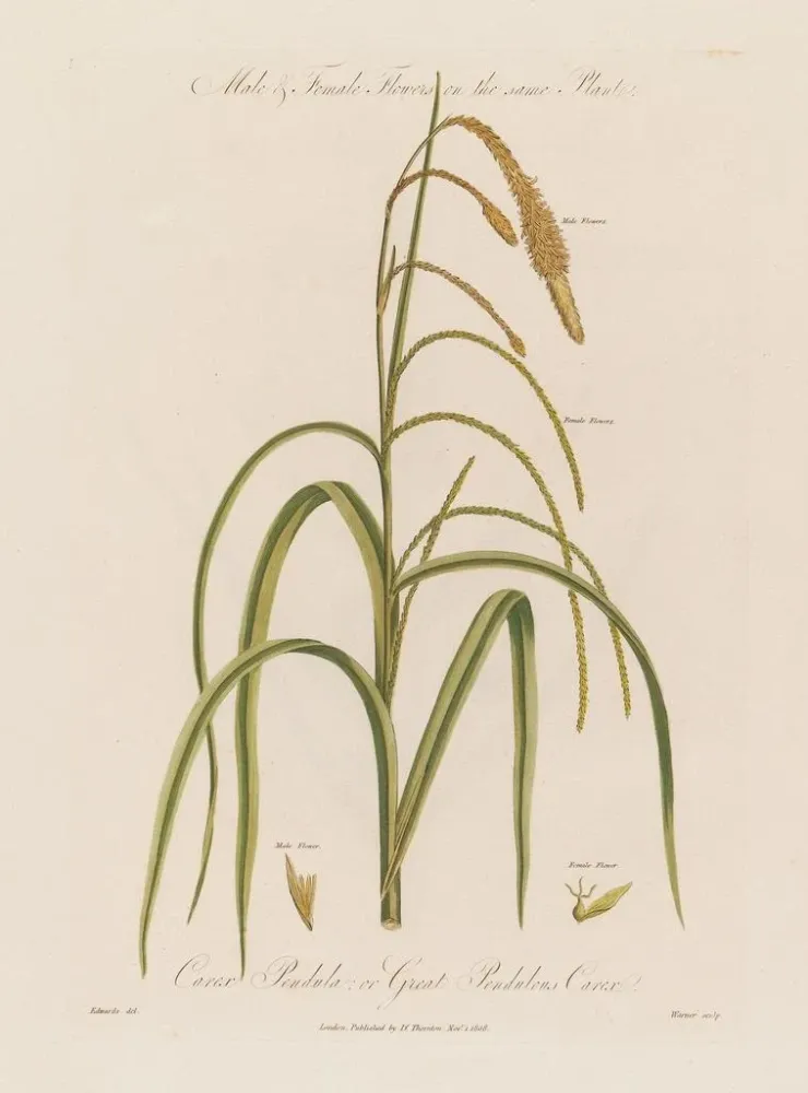 Maalaus Fleurs mâles et femelles sur la même plante Carex pendula ou carex pendule - Robert John Thornton | Taidetuloste
