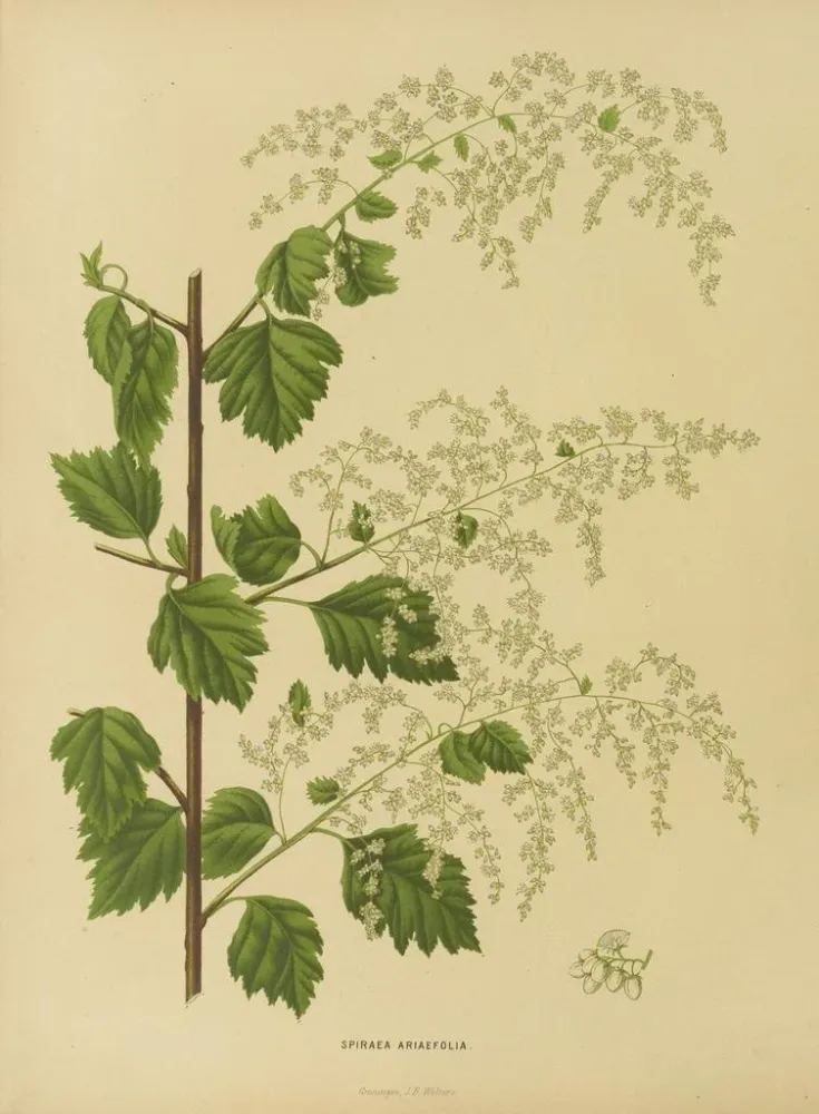 Maalaus Flore hollandaise et Pomone Pl. 10 - Abraham Jacobus Wendel | Taidetuloste