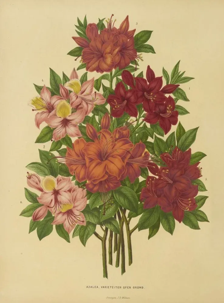 Maalaus Flore hollandaise et Pomone Pl. 15 - Abraham Jacobus Wendel | Taidetuloste