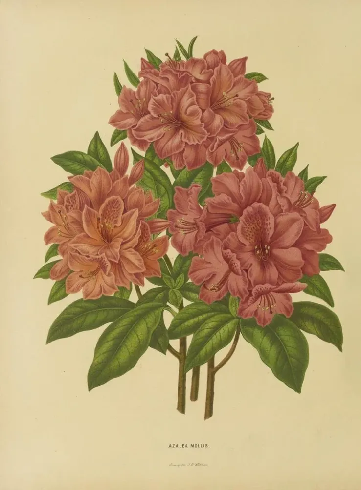 Maalaus Flore hollandaise et Pomone 17 - Abraham Jacobus Wendel | Taidetuloste