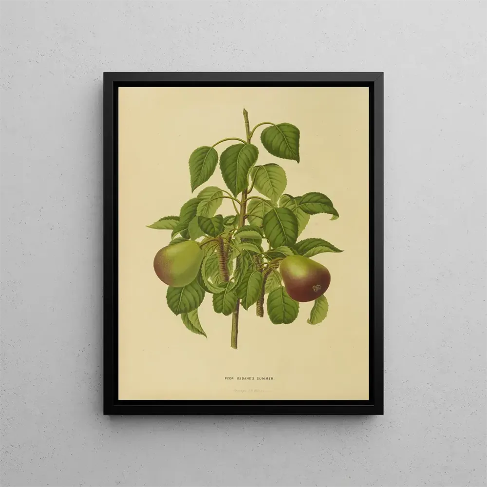 Maalaus Flore hollandaise et Pomone Pl. 11 - Abraham Jacobus Wendel | Taidetuloste