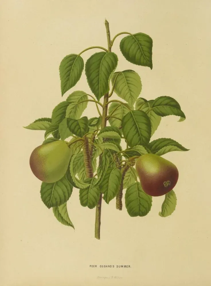 Maalaus Flore hollandaise et Pomone Pl. 11 - Abraham Jacobus Wendel | Taidetuloste